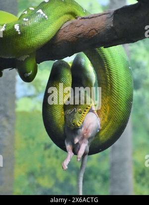 Eine grüne Baumpython isst eine Maus. Morelia viridisis ist in Australien und im Südpazifik beheimatet. Stockfoto