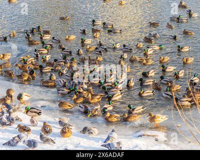 Entenherde, die auf dem eisgefrorenen Teich des Stadtparks spielen und schwimmen. Vögel in Wintermöwen, Enten schwimmen in einem teilweise gefrorenen See Stockfoto