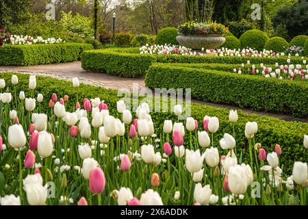 Frühlingstulpen blühen im formellen Garten Levy Parterre im Atlanta Botanical Garden in Midtown Atlanta, Georgia. (USA) Stockfoto