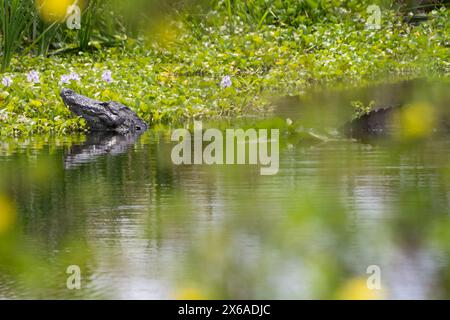 Großer amerikanischer Alligator (Alligator Mississippiensis) im Sweetwater Wetlands Park entlang der Paynes Prairie in Gainesville, Florida. (USA) Stockfoto