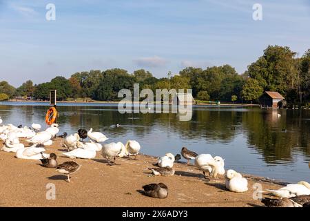 Hyde Park London, Herbstwetterblick über die Serpentine-Enten und Schwäne am Seeufer, London, England, Großbritannien Stockfoto