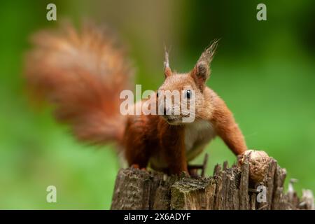 Ein rotes Eichhörnchen steht auf einem Baumstamm mit Nüssen, dessen felliger Schwanz sich über dem Rücken kräuselt, während es durch den Wald schaut. Die Eichhörnchen-Pfoten greifen die r Stockfoto