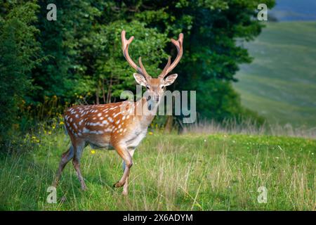 Ein Hirsch steht auf einem grasbewachsenen Feld mit hohen Bäumen im Hintergrund. Das Hirsch blickt sich um, während es auf dem Gras weidet, umgeben von einer natürlichen Landschaft Stockfoto