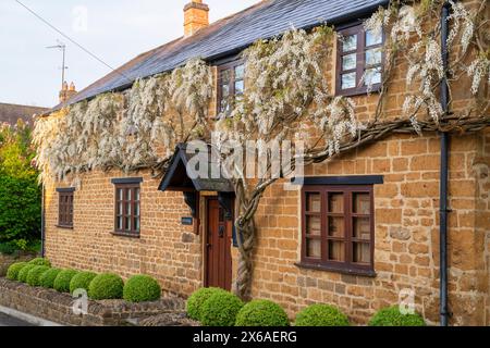 Wisteria floribunda 'Alba' blüht am frühen Morgen auf einem Ferienhaus. Horley, Oxfordshire, England Stockfoto