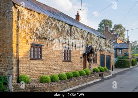 Wisteria floribunda 'Alba' blüht am frühen Morgen auf einem Ferienhaus. Horley, Oxfordshire, England Stockfoto