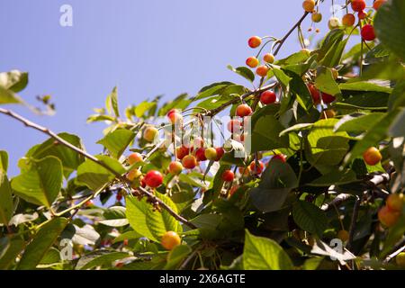 Rot-grün reifende Kirschen auf einem Baum. Stockfoto