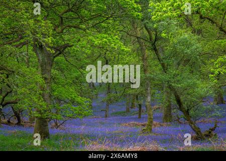 Kinclaven Bluebell Woodland Perthshire Schottland Stockfoto