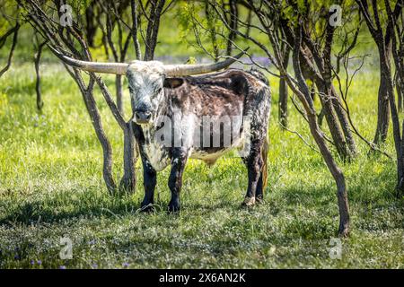 Texas Longhorn Kuh zwischen Bäumen im Texas Hill Country Stockfoto