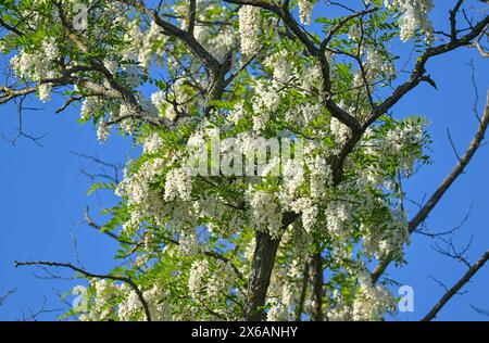Seelow, Deutschland. Mai 2024. Die Bäume der gewöhnlichen robinia (Robinia pseudoacacia) sind voller weißer Blüten. Auch in diesem Jahr blühen die Bäume, die erst seit dem 17. Jahrhundert in Deutschland beheimatet sind, wieder schön. Robinia wird heute wegen seines Holzes geschätzt, das stärker ist als Eiche. Es wird für die Herstellung von Spielgeräten und Möbeln verwendet. Bienen sammeln Nektar aus den Blüten und produzieren den begehrten robinienhonig. Die robinia ist der Akazie sehr ähnlich und daher oft verwirrt. Quelle: Patrick Pleul/dpa/ZB/dpa/Alamy Live News Stockfoto