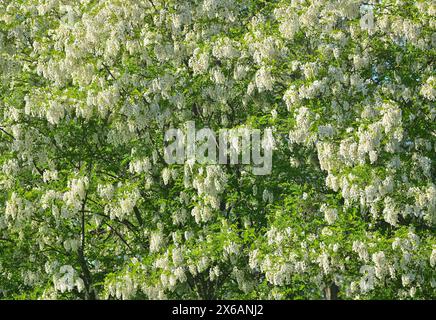 Seelow, Deutschland. Mai 2024. Die Bäume der gewöhnlichen robinia (Robinia pseudoacacia) sind voller weißer Blüten. Auch in diesem Jahr blühen die Bäume, die erst seit dem 17. Jahrhundert in Deutschland beheimatet sind, wieder schön. Robinia wird heute wegen seines Holzes geschätzt, das stärker ist als Eiche. Es wird für die Herstellung von Spielgeräten und Möbeln verwendet. Bienen sammeln Nektar aus den Blüten und produzieren den begehrten robinienhonig. Die robinia ist der Akazie sehr ähnlich und daher oft verwirrt. Quelle: Patrick Pleul/dpa/ZB/dpa/Alamy Live News Stockfoto