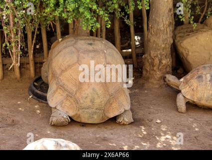 Afrikanische Sporenschildkröte (Centrochelys sulcata) im Zoo : (Pix Sanjiv Shukla) Stockfoto