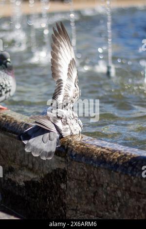 Eine Gruppe von Tauben trinkt gemütlich Wasser aus einem Stadtbrunnen, während ihre Federn im Sonnenlicht leuchten, während sie ihre Schnäbel tauchen Stockfoto