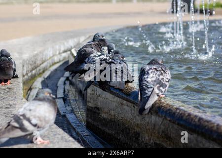 Eine Gruppe von Tauben trinkt gemütlich Wasser aus einem Stadtbrunnen, während ihre Federn im Sonnenlicht leuchten, während sie ihre Schnäbel tauchen Stockfoto