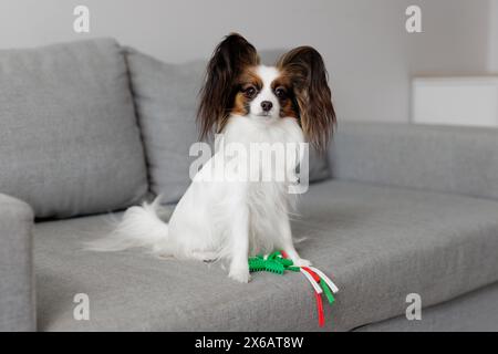 Porträt eines niedlichen papillon-Hundes, der mit Spielzeug auf dem Sofa sitzt Stockfoto