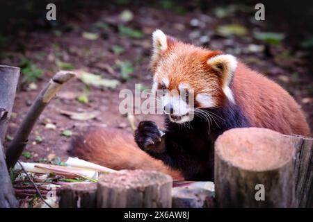 Der rote Panda (Ailurus fulgens), Chengdu, Sichuan, China Stockfoto