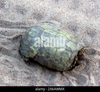 Berger's cape Schildkröte (Chersobius solus) Wandern auf Sand : (Pix Sanjiv Shukla) Stockfoto