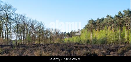 Fichtenwald und junge Birken mit frischen Frühlingsblättern in der Nähe von Leusden und Amersfoort in holland unter blauem Himmel Stockfoto