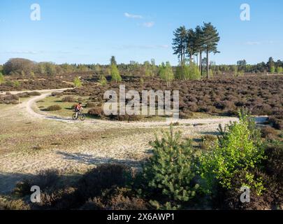 Im Frühjahr fährt man auf dem leusder hei unter blauem Himmel in der Nähe von amersfoort mit dem Mountainbike Stockfoto