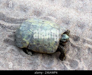 Berger's cape Schildkröte (Chersobius solus) Wandern auf Sand : (Pix Sanjiv Shukla) Stockfoto