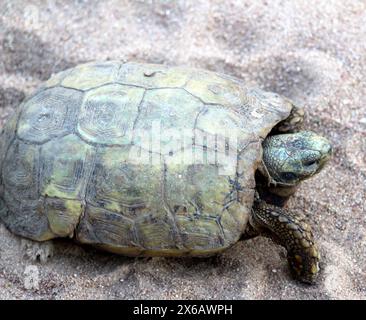 Berger's cape Schildkröte (Chersobius solus) Wandern auf Sand : (Pix Sanjiv Shukla) Stockfoto