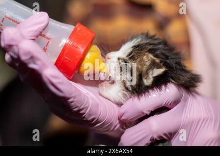 Eine Person in pinkfarbenen Handschuhen füttert ein kleines Kätzchen, ein Mitglied der Familie Felidae, und zeigt dem kleinen Fleischfresser eine pflegende Geste Stockfoto