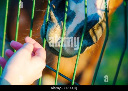 Die Hand einer Frau reicht durch den Zaun, füttert das Pferd und symbolisiert Vertrauen, Sorgfalt und die Bindung zwischen Mensch und Pferd. Stockfoto