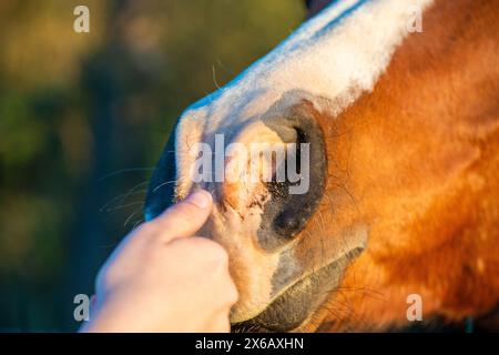 Ein ruhiger Moment, in dem die Hand einer Frau sanft die Nase eines schönen braunen Pferdes berührt und ein tiefes Band des Vertrauens und der Zuneigung zeigt. Stockfoto