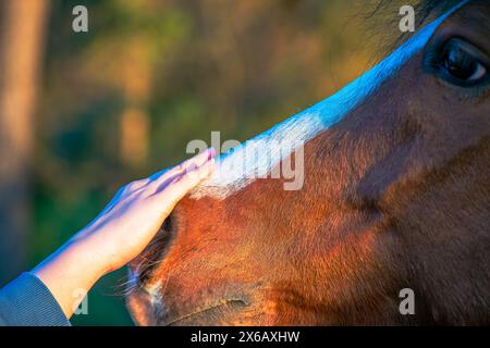 Ein ruhiger Moment, in dem die Hand einer Frau sanft die Nase eines schönen braunen Pferdes berührt und ein tiefes Band des Vertrauens und der Zuneigung zeigt. Stockfoto