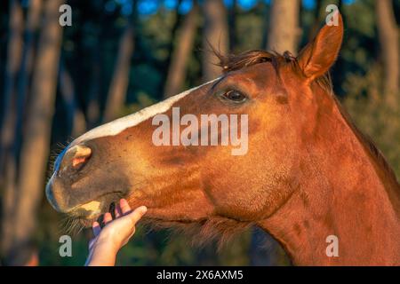 Die Hand einer Frau interagiert liebevoll mit einem braunen Pferd und zeigt die Bindung und Zuneigung zwischen Mensch und Pferd. Stockfoto