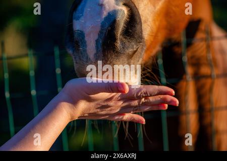 Die Hand einer Frau reicht durch den Zaun, füttert das Pferd und symbolisiert Vertrauen, Sorgfalt und die Bindung zwischen Mensch und Pferd. Stockfoto