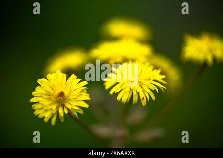 Ein atemberaubendes Makrofoto, das die komplizierten Details einer Gruppe von Taraxacum officinale, allgemein bekannt als Löwenzahn, festnimmt. Stockfoto