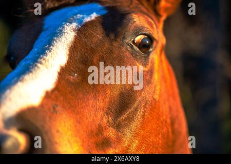 Gefühlvolle Pferdeaugen blicken direkt auf die Kamera und zeigen die tiefe Verbindung zwischen Pferd und Mensch. Stockfoto