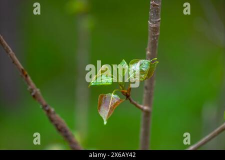 Eine faszinierende Makroansicht eines Baumzweigs mit Ameisen, die das komplexe Teamwork einer lebendigen Insektenkolonie zeigen. Stockfoto