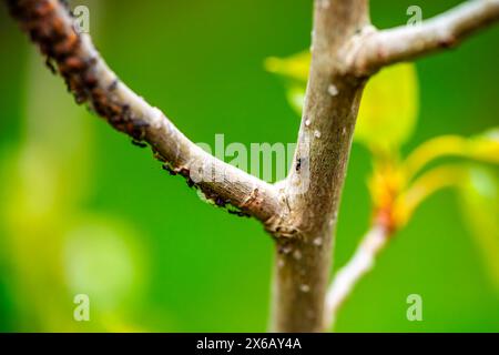 Eine faszinierende Makroansicht eines Baumzweigs mit Ameisen, die das komplexe Teamwork einer lebendigen Insektenkolonie zeigen. Stockfoto