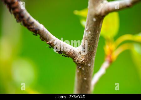 Eine faszinierende Makroansicht eines Baumzweigs mit Ameisen, die das komplexe Teamwork einer lebendigen Insektenkolonie zeigen. Stockfoto