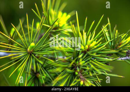 Ein faszinierendes Makrofoto, das die komplizierten Details und Texturen von Kiefernblättern enthüllt und die Schönheit der Natur aus nächster Nähe einfängt. Stockfoto