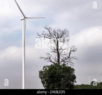 Die Tür der Windkraftanlage und ein großer Baum Sonnenuntergang auf dem Solarpark unter der Landwirtschaft. Stockfoto