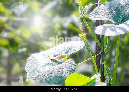 Zucchini-Blumen, Gurkenblüten, Kürbisblüten, landwirtschaftliche Haarpflanzen blühen. Stockfoto