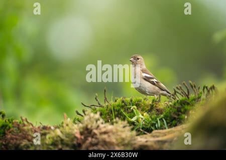 Eurasisches Buchbeinweibchen, Fringilla coelebs Stockfoto