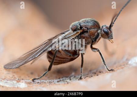 Gall Wasp auf totem Buchenblatt. Tipperary, Irland Stockfoto