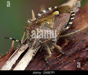 Haariger Schildkäfer (Dolycoris baccarum), der auf Brombeerstiel ruht. Tipperary, Irland Stockfoto
