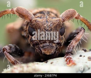 Kopfaufnahme des Longhorn-Käfers mit kleiner Thorn-Spitze (Pogonocherus hispidus). Tipperary, Irland Stockfoto