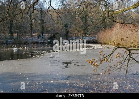 Cannop Teiche im Winter, größtenteils gefroren mit Schnee an den Rändern, mit Enten und Schwänen, die in einem nicht gefrorenen Gebiet im Forest of Dean, Gloucestershire, Vereinigtes Königreich, gesammelt wurden Stockfoto