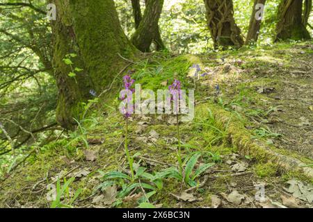 Frühe Purple Orchid (Orchis mascula) eine der ersten Orchideen, die blühten. Fownhope Herefordshire Vereinigtes Königreich. Mai 2024 Stockfoto