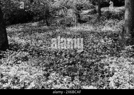 Waldboden mit Teppichboden und einer Fülle von Ramsons (Allium ursinum), auch bekannt als Wilder Knoblauch. Fownhope Herefordshire Vereinigtes Königreich. Mai 2024 Stockfoto