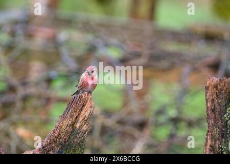 Männlicher Redpoll (Carduelis flammea) auf verfallendem Baumstamm, Ringford Schottland Großbritannien. April 2024., Stockfoto