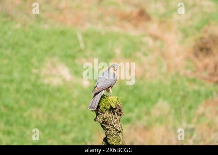 Erwachsener männlicher Sperber (Accipiter nisus), der auf einem moosbedeckten Baumstamm thront. Ringford Schottland Großbritannien. April 2024 Stockfoto