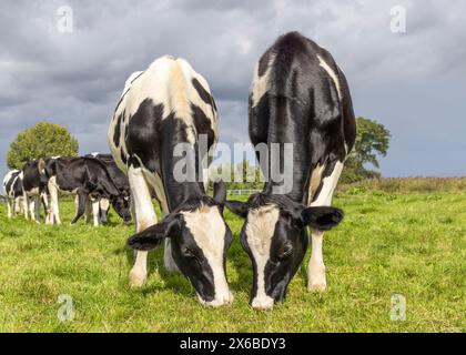 Kühe grasen auf einem Feld, glücklich und fröhlich und blauer Himmel, Kuh, die nebeneinander auf einer grünen Wiese isst Stockfoto