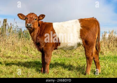 Niederländisches Kuhkalb mit Gürtel, Lakenvelder-Rinder, rote und weiße Jungtiere, Blick in die Kamera, Seitenansicht Stockfoto