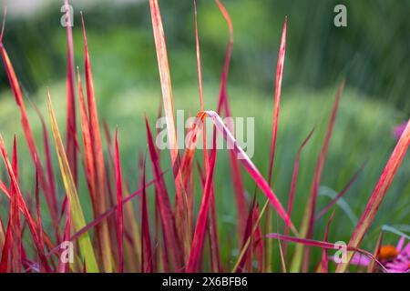 Nahaufnahme der Klingen des japanischen Blutgrases (Imperata zylindrica). In der Sonne mit grünem verschwommenem Hintergrund Stockfoto